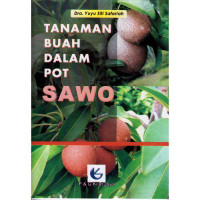 Image of TANAMAN BUAH MALAM POT SAWO