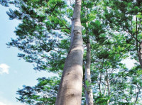 Image of TRUBUS Berebut Kayu Sengon edisi 465 Agustus 2008