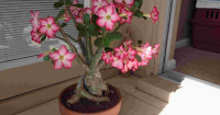 Image of TRUBUS Spektakuler Adenium Berbunga Mawar