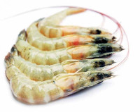 Image of TRUBUS Sukses Ternak Udang di Teras Edisi 589 Desember 2018