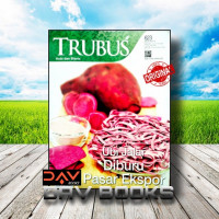 Image of TRUBUS  Ubi Jalar Diburu Pasar Ekspor